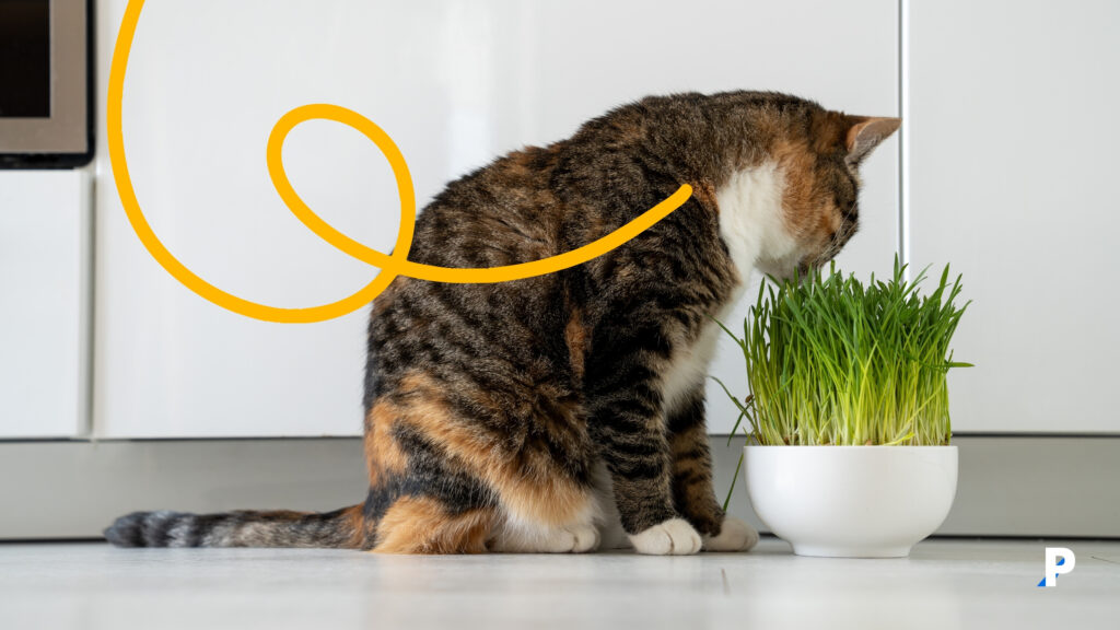 çim yiyen kedi - kedilerde tüy yumakları sorunu