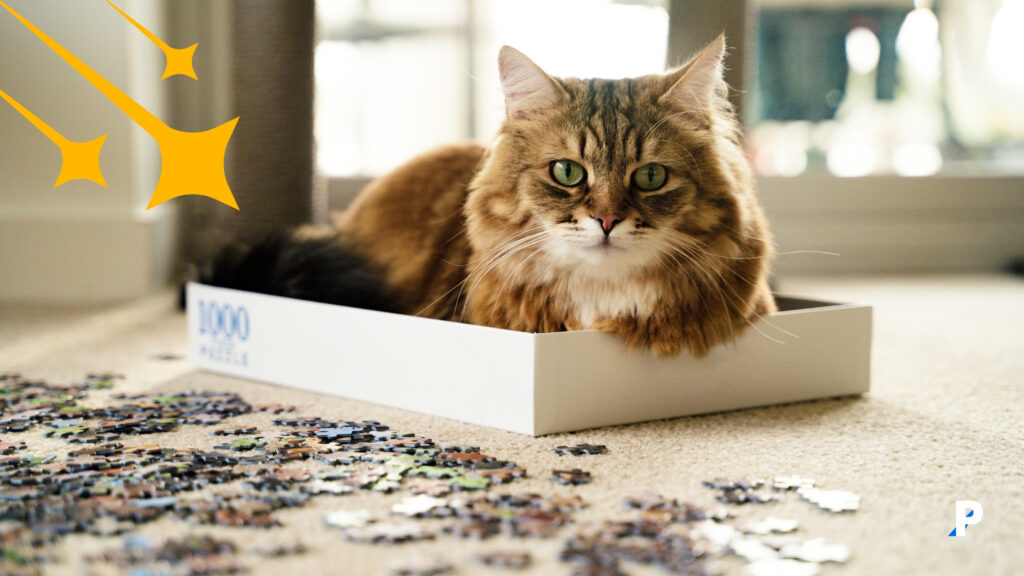 kutunun içinde oturan kedi kediler kutu buldu mu kaçırmaz durumunu anlatan fotoğraf