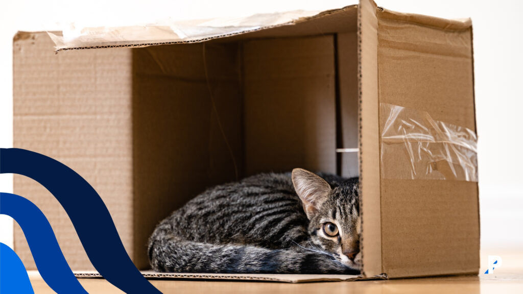 kutunun içinde yatan kedi kutu içinde yatmaya hazırlanan bir kedi