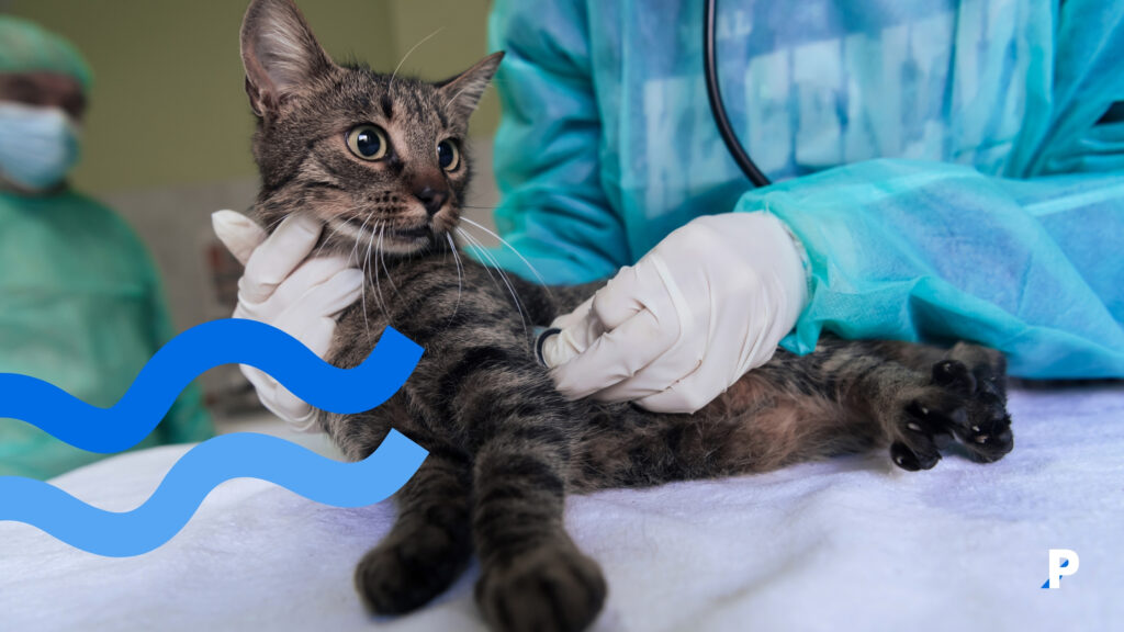 muayene olan ev kedisi muayene olan ev kedisi ev kedilerinin sağlığı