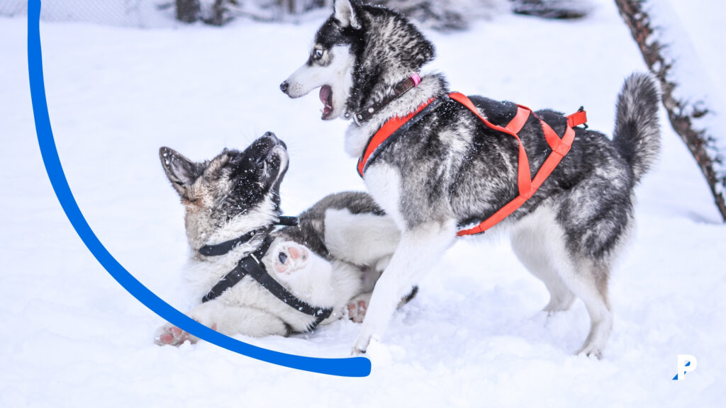 köpeklerde havlama nedenlerinden biri oyun oynamaktır