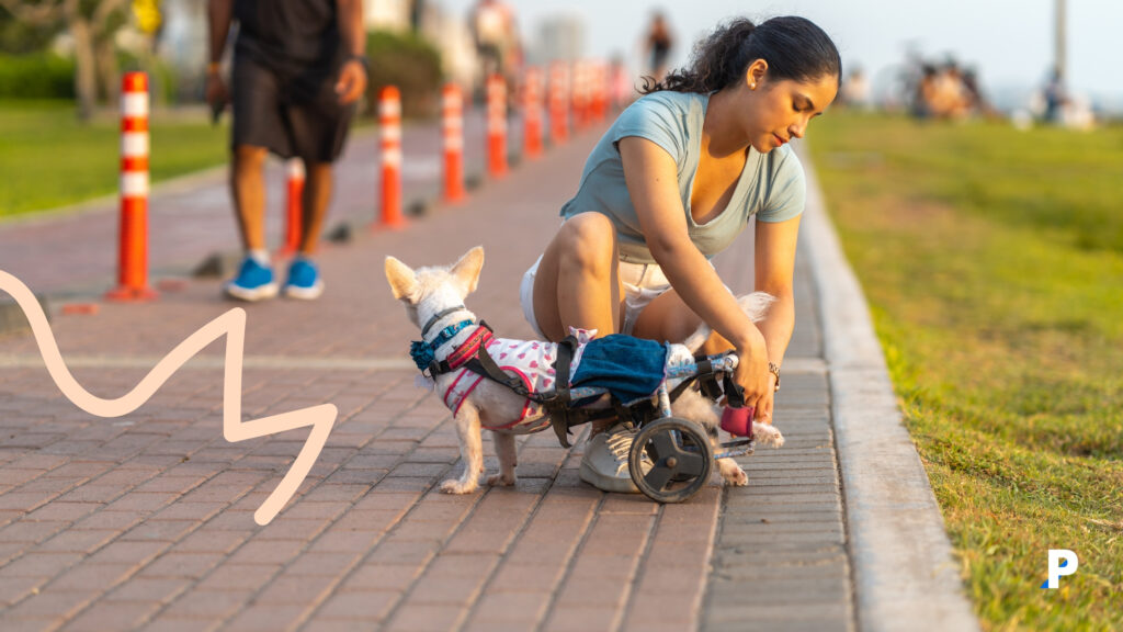 engelli köpek ve sahibi