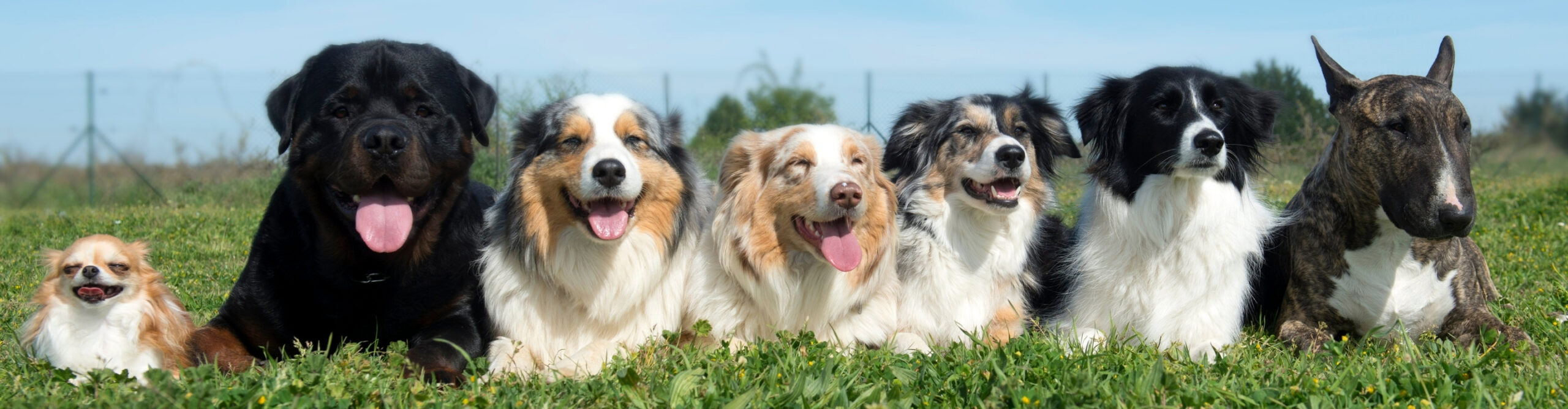 pethway-blog-banner yedi-tane-köpek-aynı-anda-kameraya-bakıyor