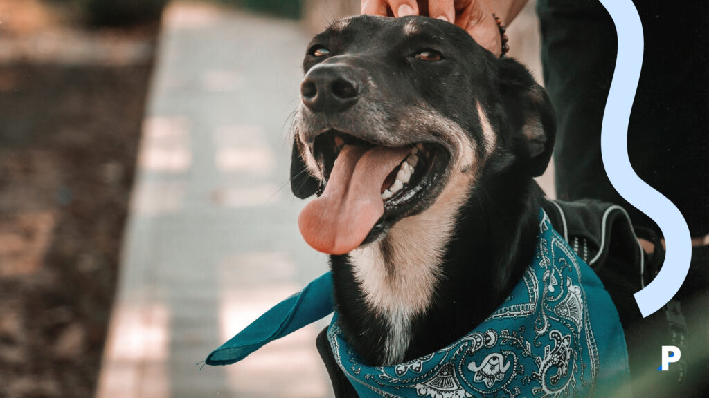 sağlıklı bir köpek sağlıklı bir köpek - evcil hayvan yıllık kontolleri