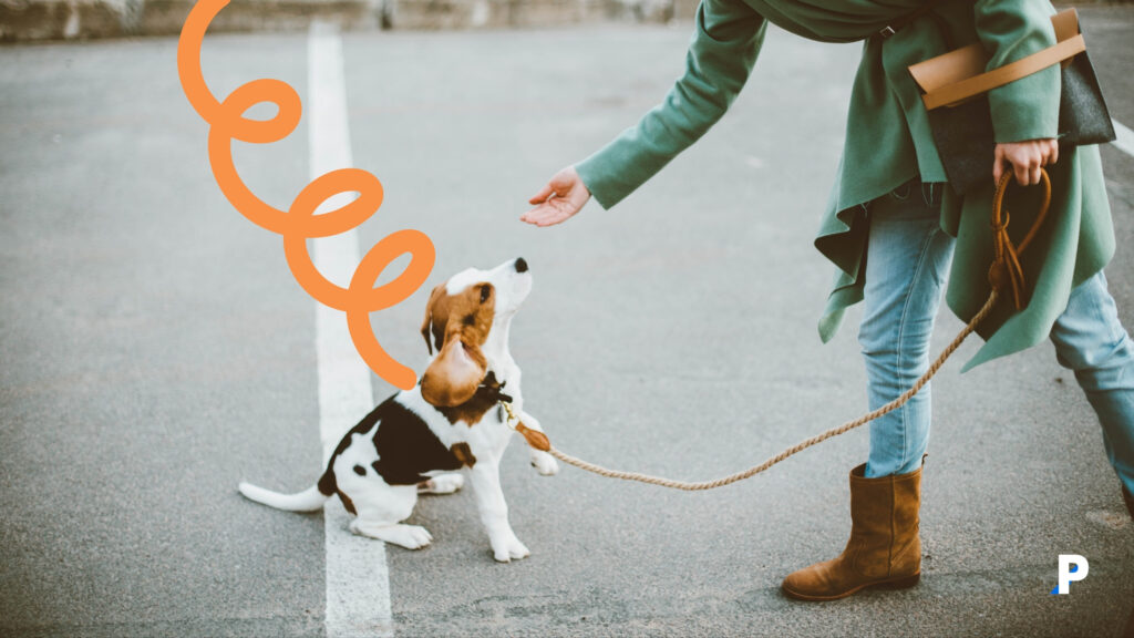 yavru köpek eğitimi