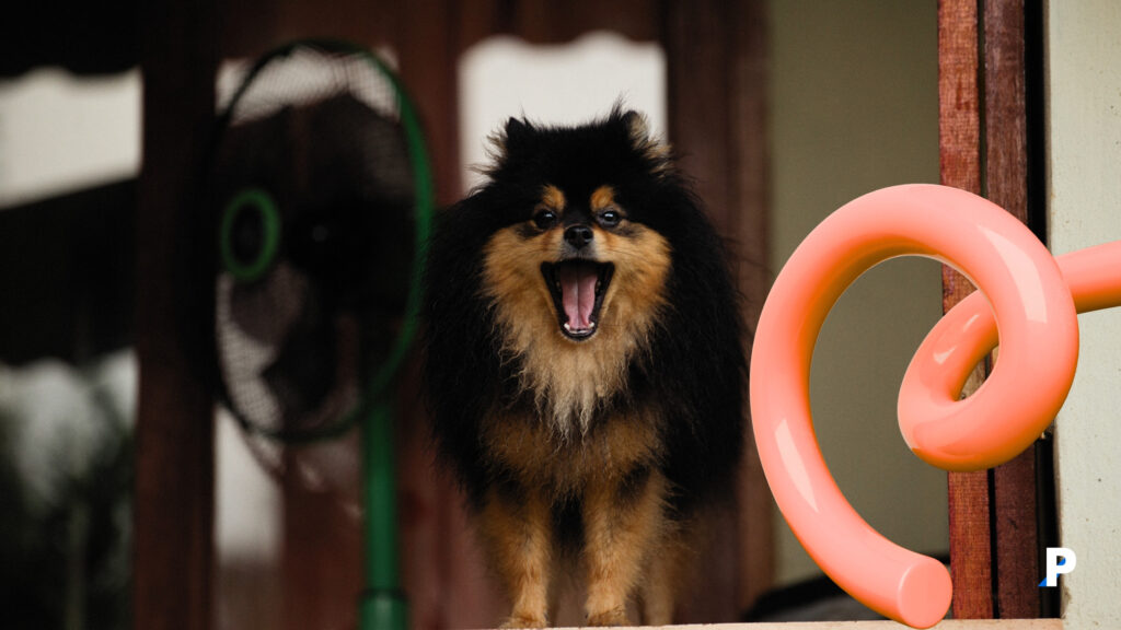 havlayan küçük ırk bir köpek