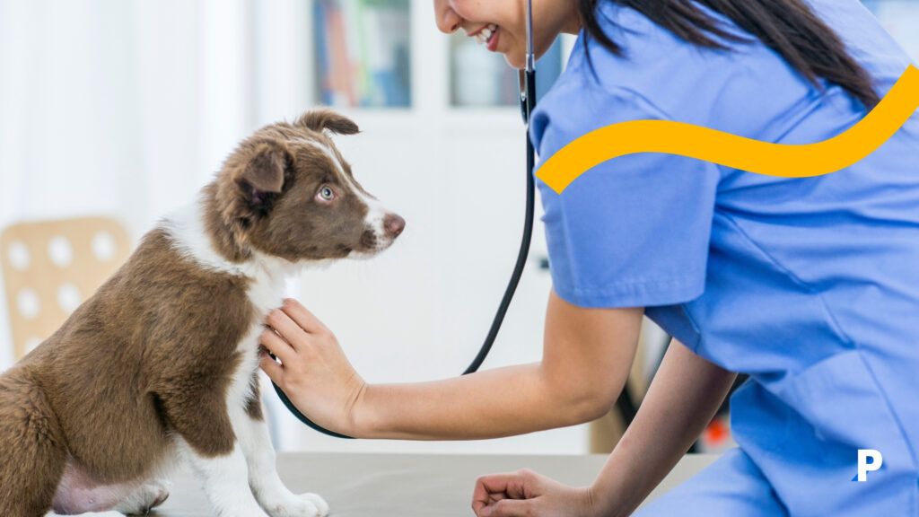 yavru köpek veteriner ziyareti
