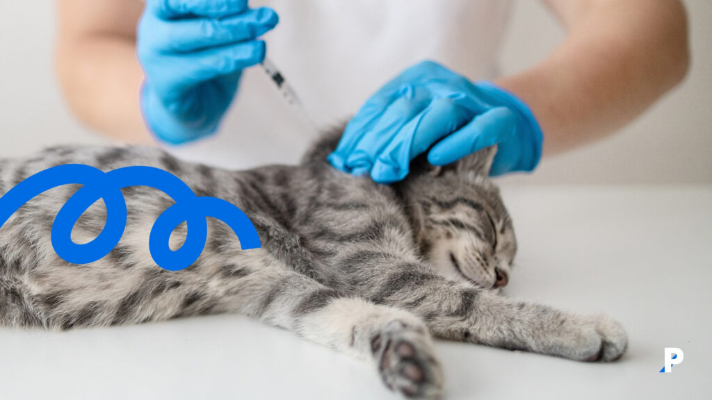 veterinerde aşı olan kedi evcil hayvan yıllık kontrolü - kontrol edilenkedi