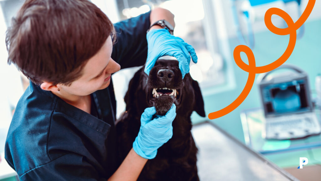 veterinerde kontrol edilen köpek evcil hayvan yıllık kontrolü yapılan köpek