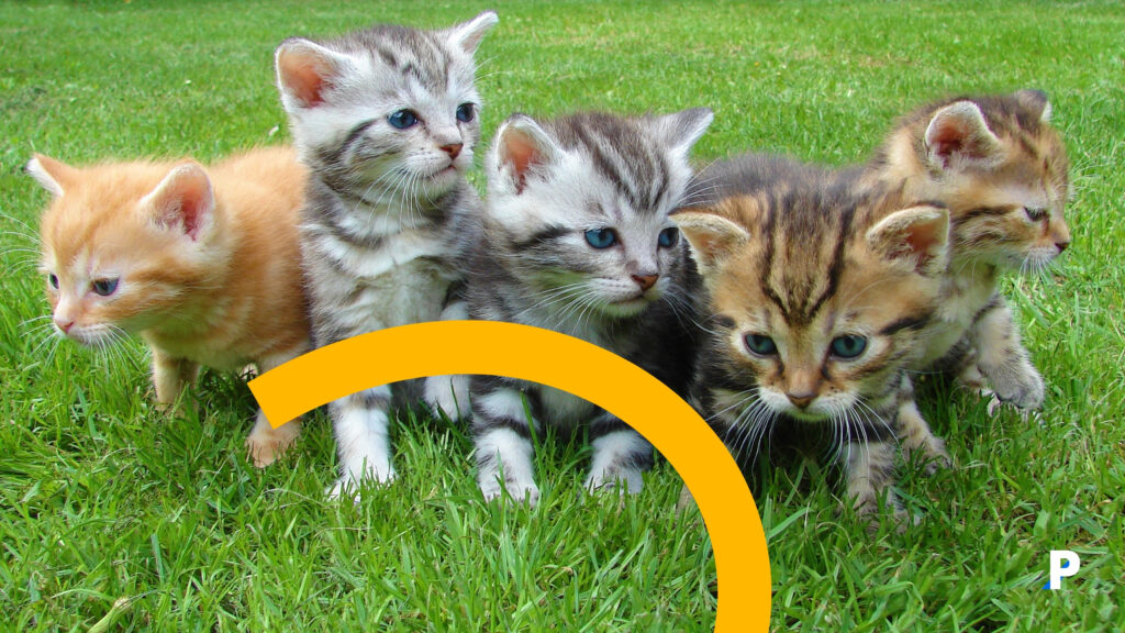 yavru kediler yavru kediler - ev kedileri