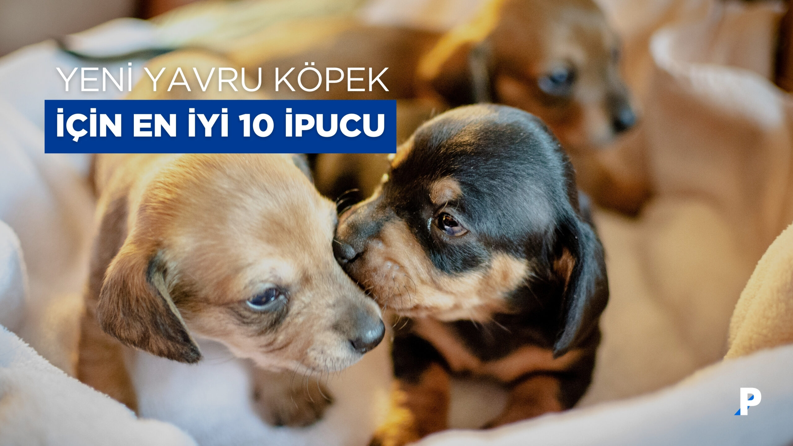 Yavru Köpek Sahiplenme Rehberi: En İyi 10 İpucu