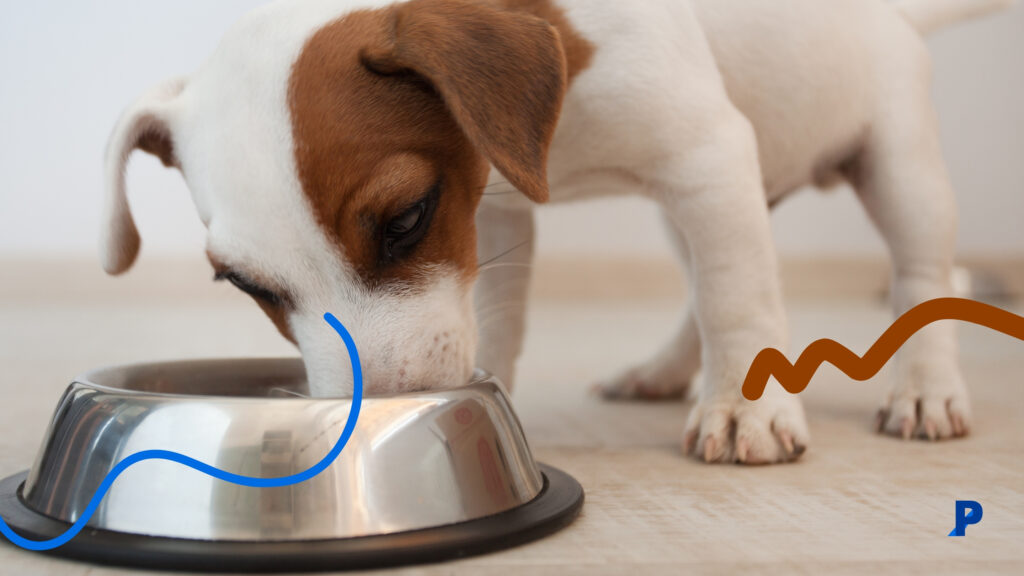 yavru köpek beslenmesi