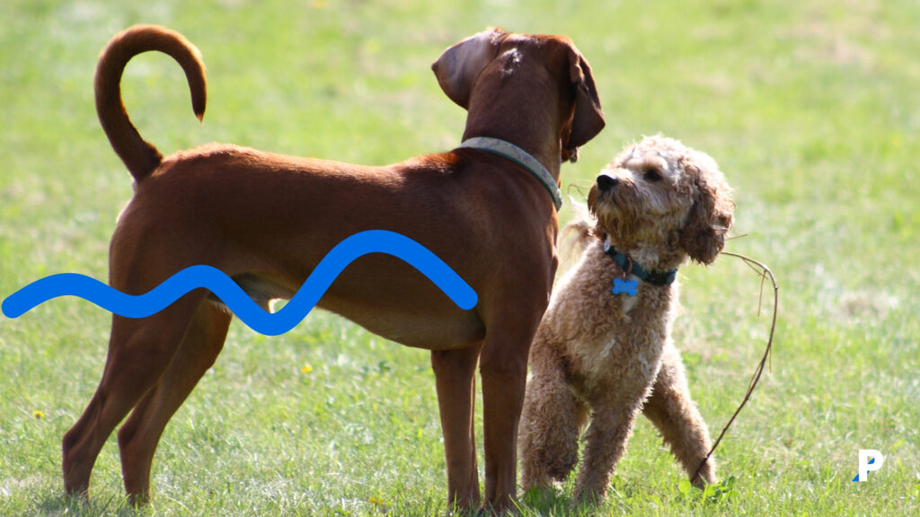 sosyalleşen köpekler