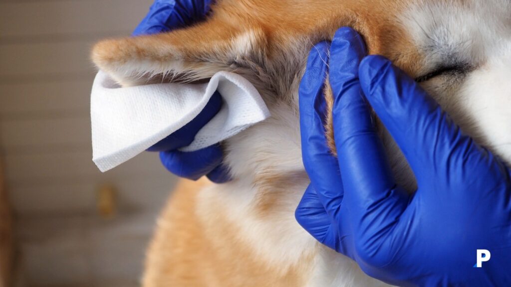 köpeklerde-kulak-temizliği-adımları