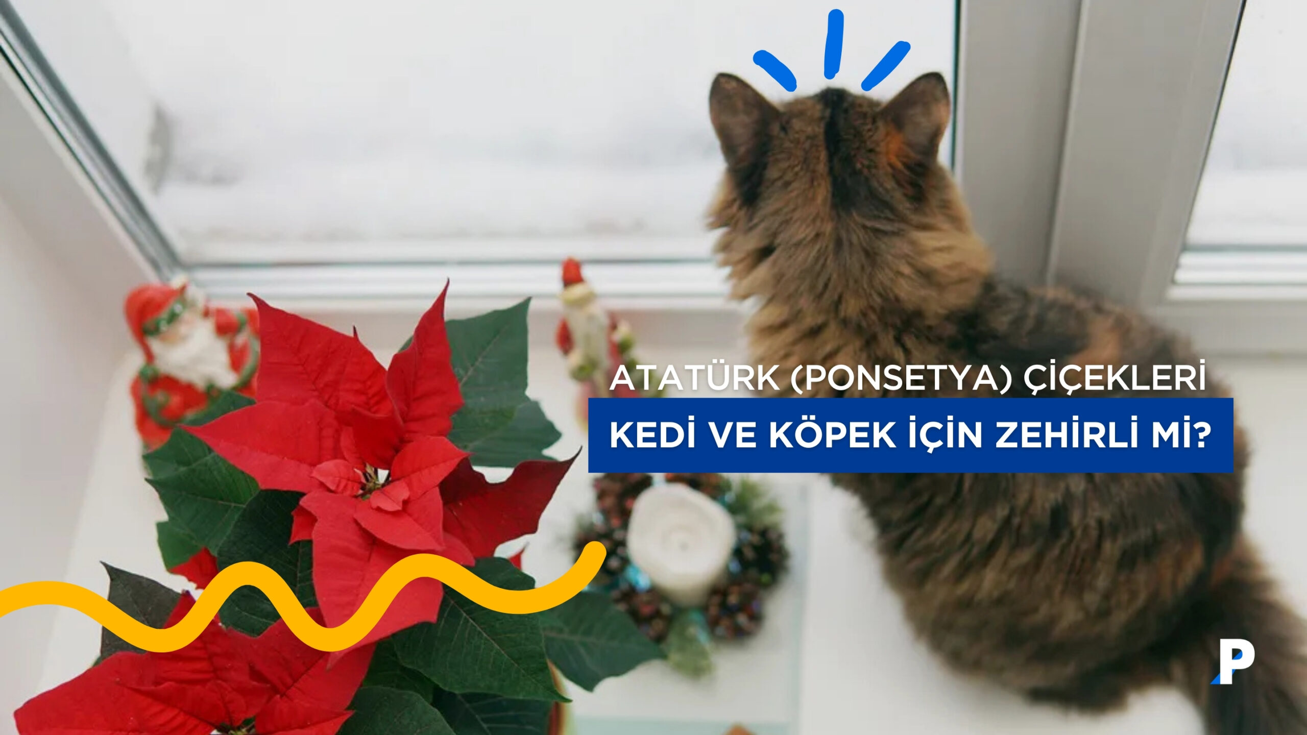 Poinsettia (Atatürk Çiçeği): Evcil Hayvanlar için Tehlikeli mi?