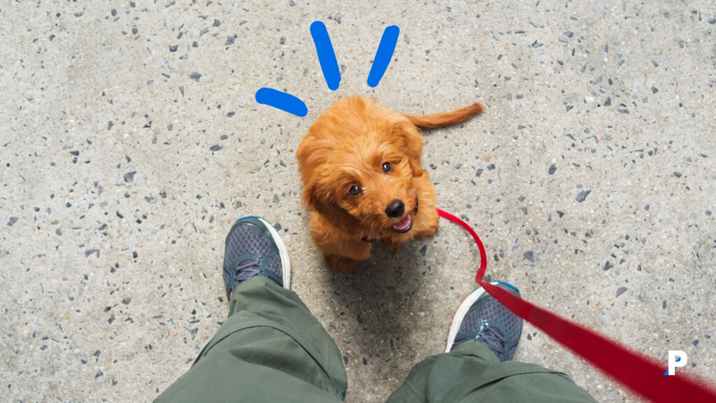 açık-alanda-tuvalet-eğitimi açık alanda tıvalet eğitimi alan köpek