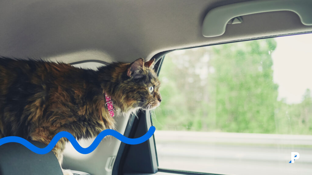 arabada-yolculuk-yapan-kedi yolculuk yapan kedi kedileri araba tutar mı