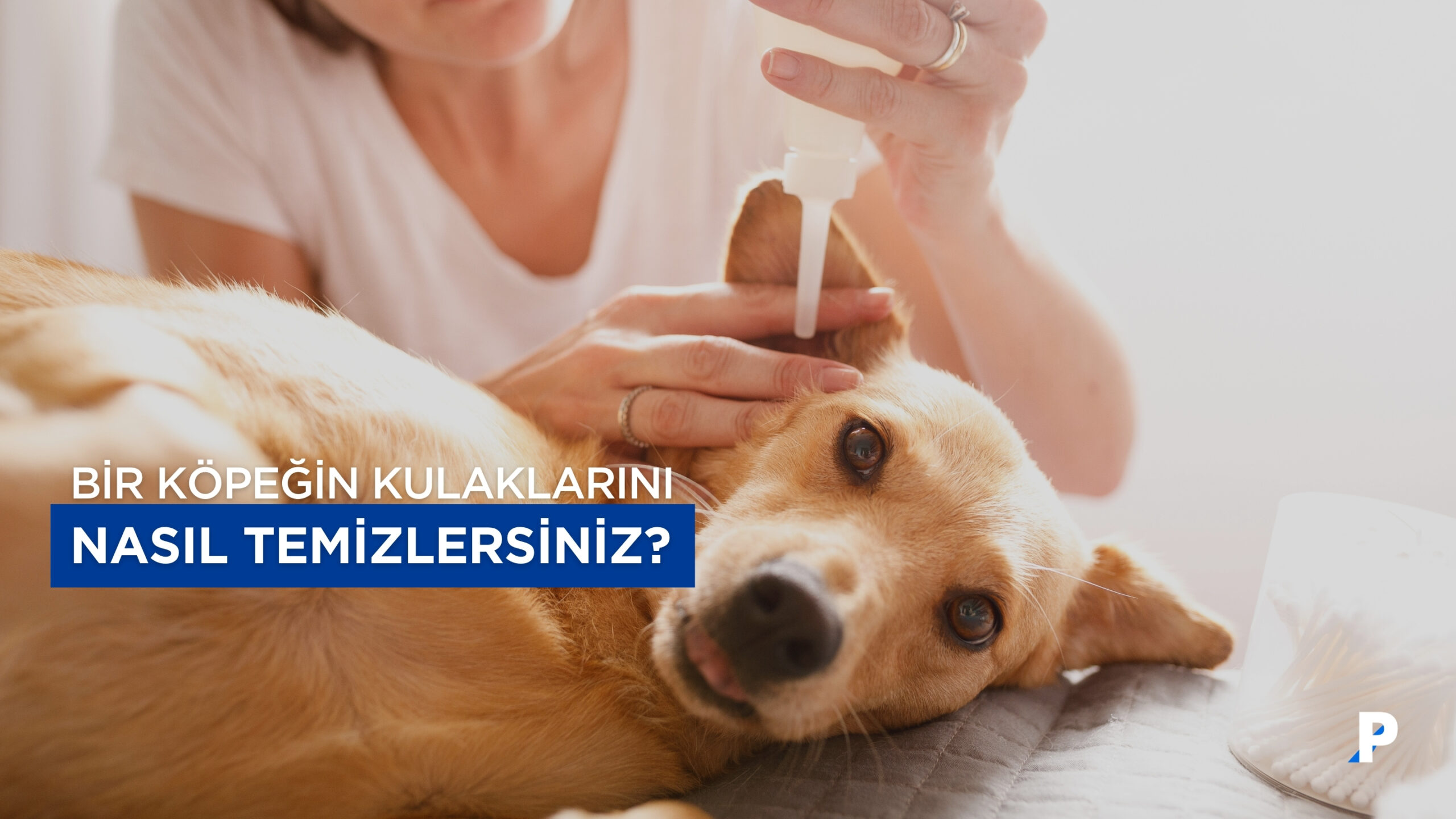 Köpek Kulak Temizliği Nasıl Yapılır? Veteriner Onaylı Bu Kılavuzu İnceleyin