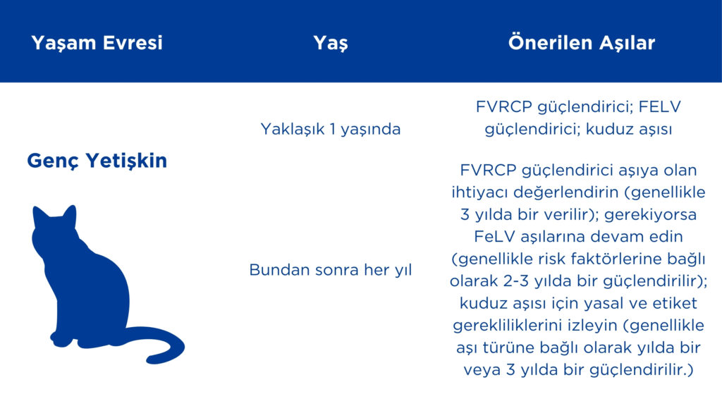 genç yetişkin kedi aşıları