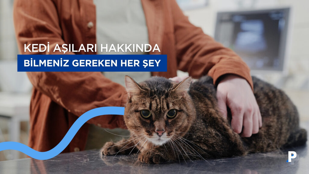 Kedi Aşıları Hakkında: Bilmeniz Gereken Her Şey 4 Kedi Aşıları Hakkında: Bilmeniz Gereken Her Şey
