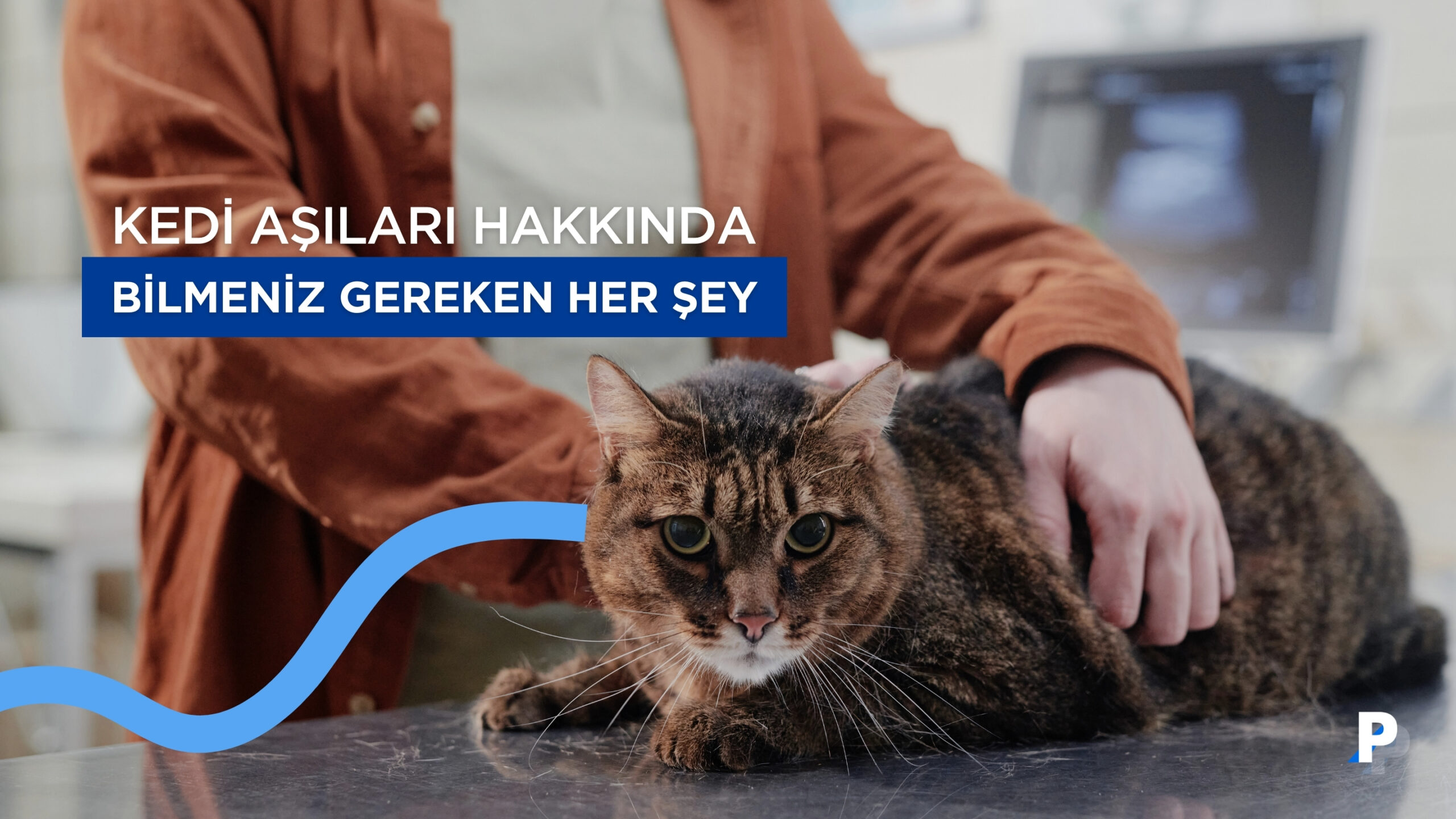Kedi Aşıları Hakkında: Bilmeniz Gereken Her Şey
