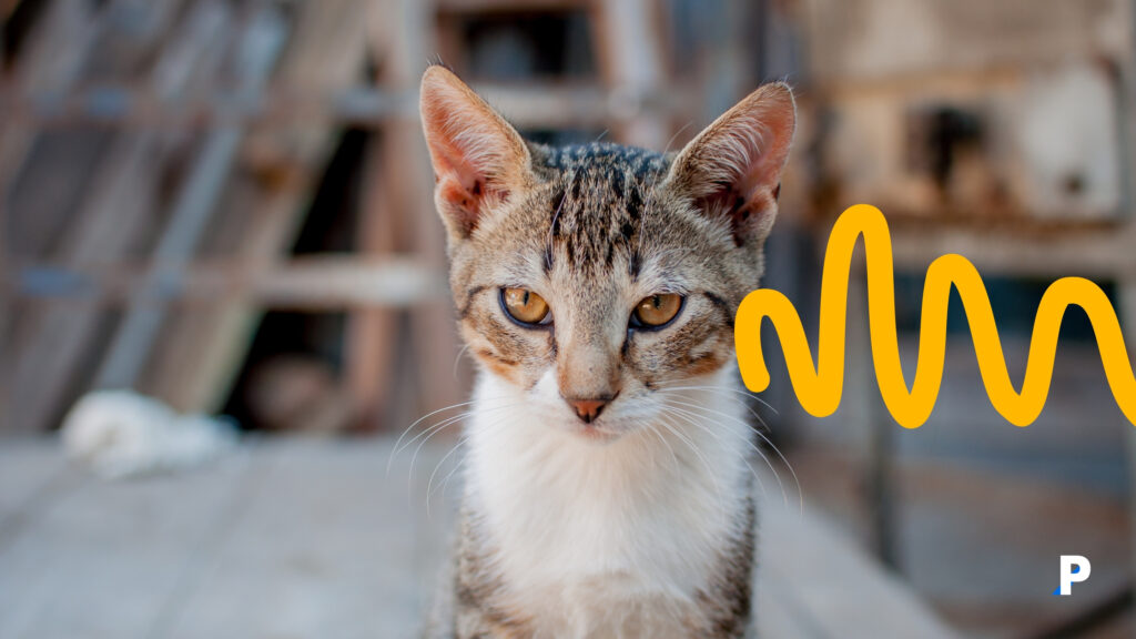 kedi sahiplenmeye hazır mısın