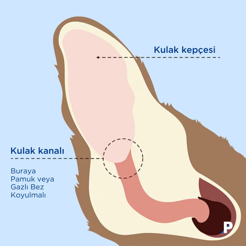 kopek kulak anatomik resmi