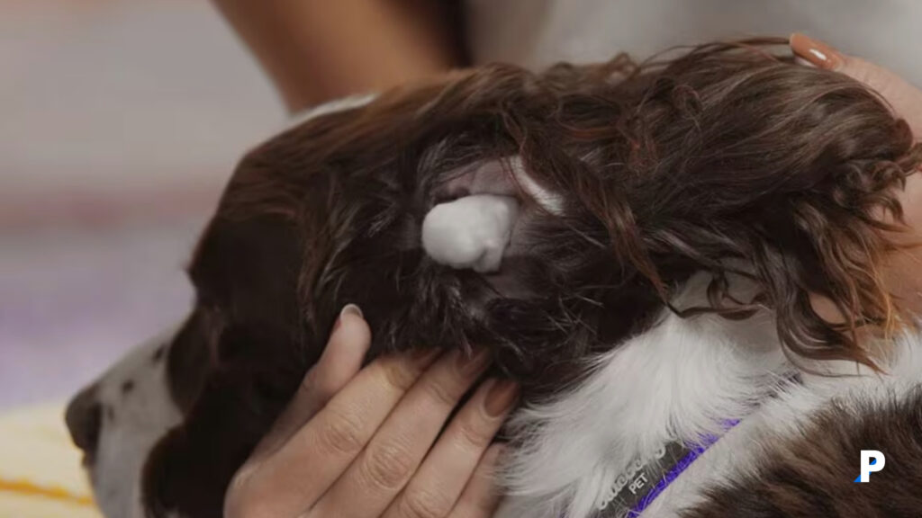 köpek kulak temizliği nasıl yapılır