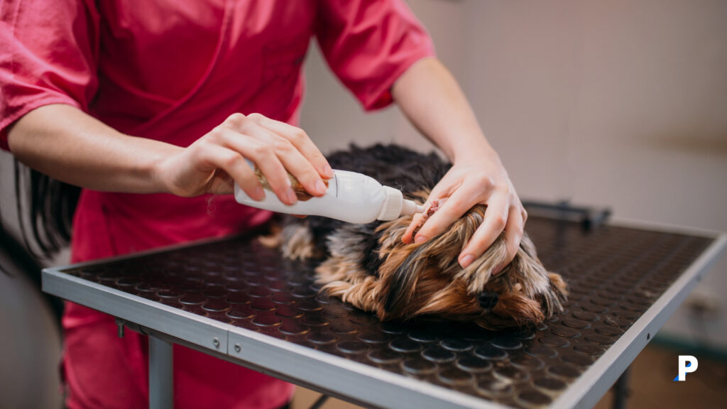 kopek kulak temizlik solusyonu kullanimi