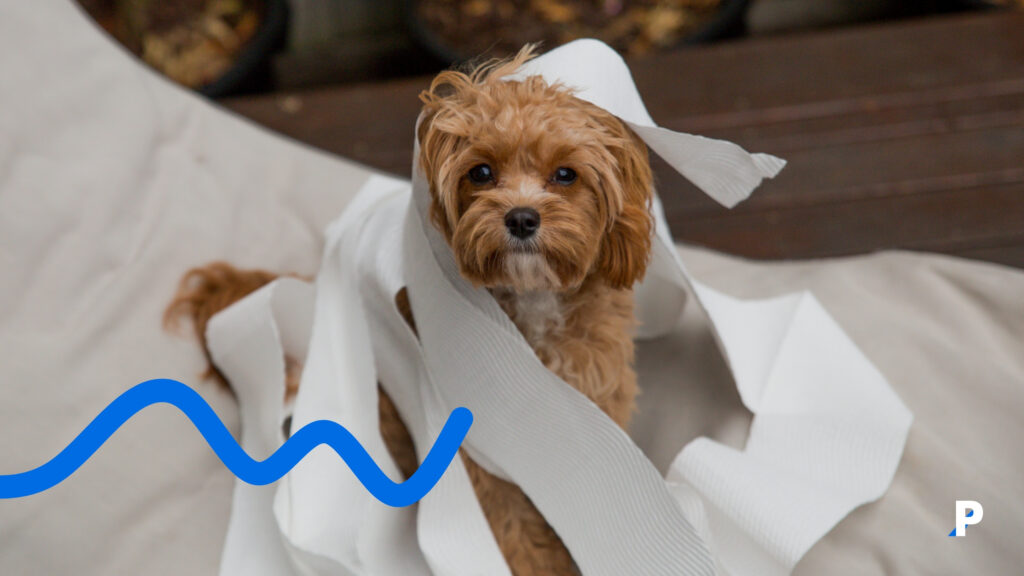 köpeklerde-tuvalet-eğitimi tuvalet eğitimi alan bir köpek