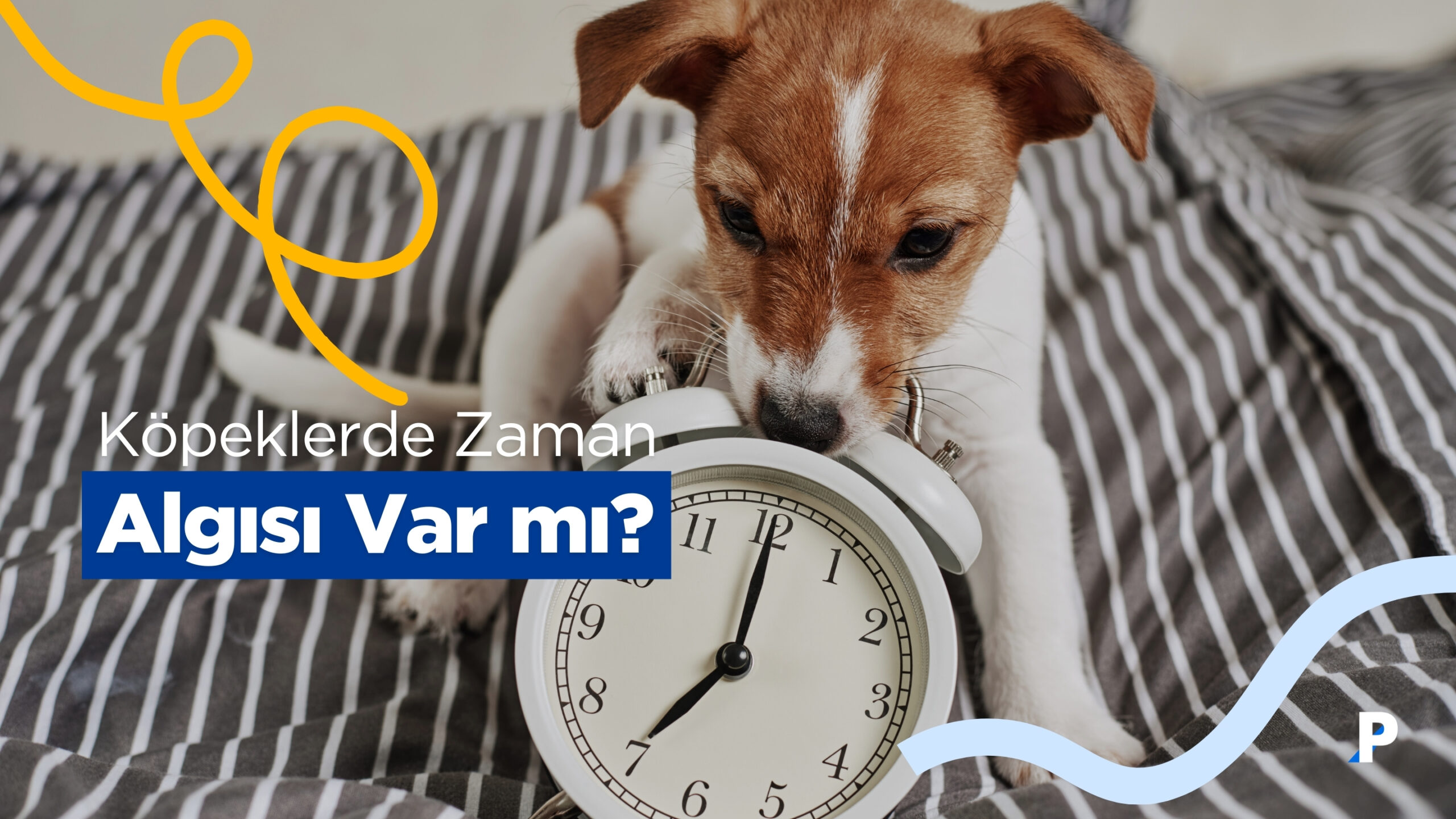Köpeklerde Zaman Algısı Var mı?