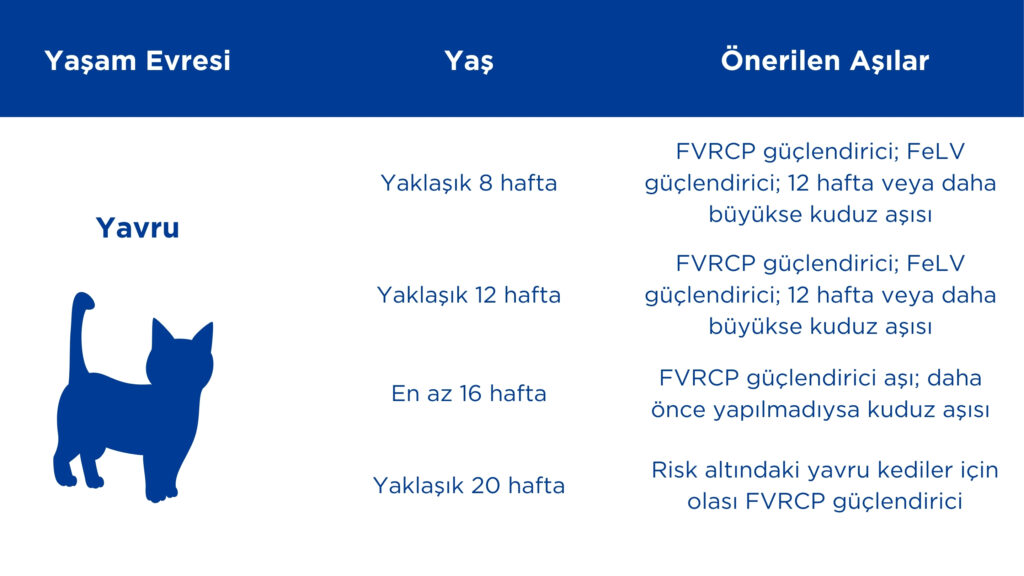 yavru kedi aşıları takvimi
