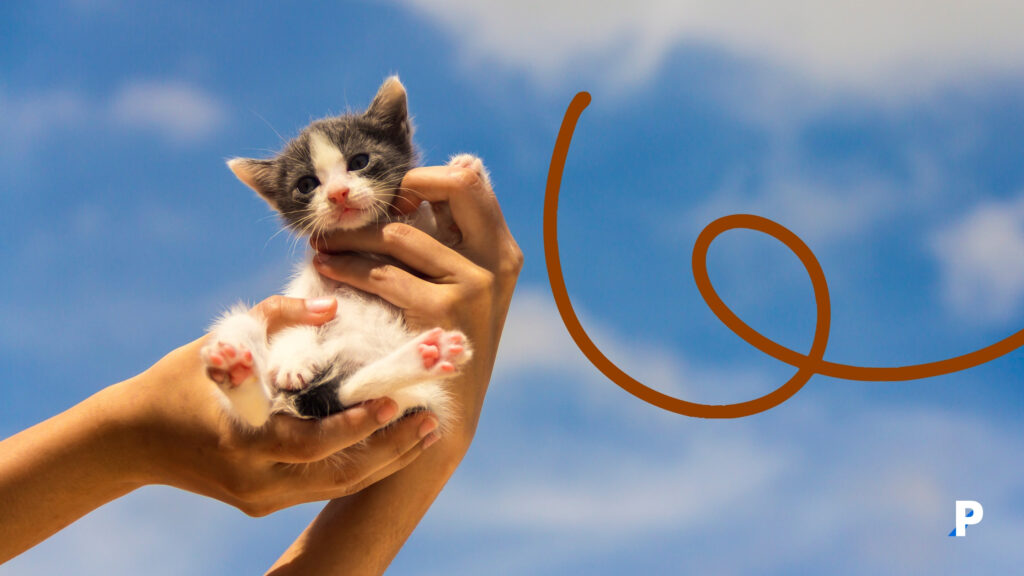 yavru kedi sahiplenmeye hazır mısın