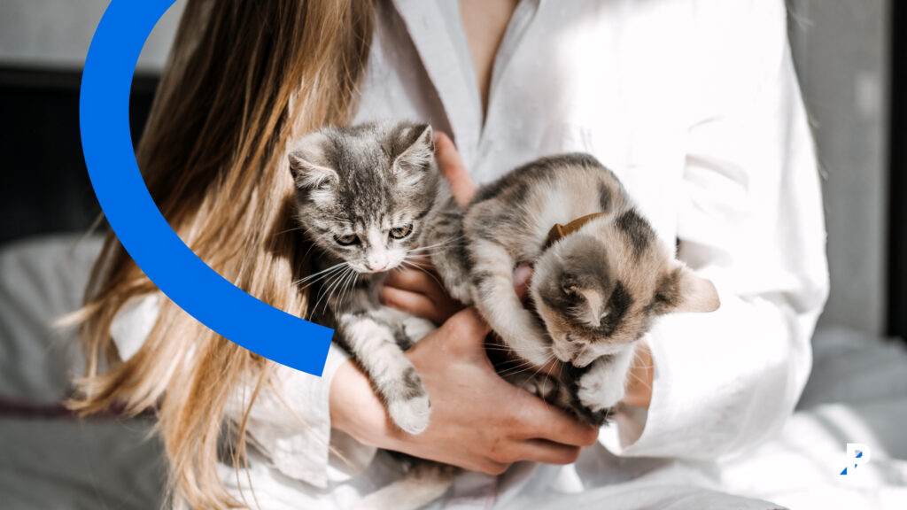 yavru kediler kedi sahiplenmeye hazır mısın