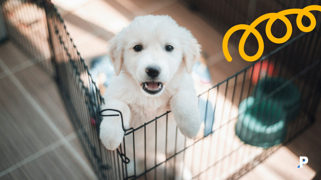 yavru-köpek-tuvalet-eğitimi üstü açık kafeste tuvalet eğitimi alan köpek