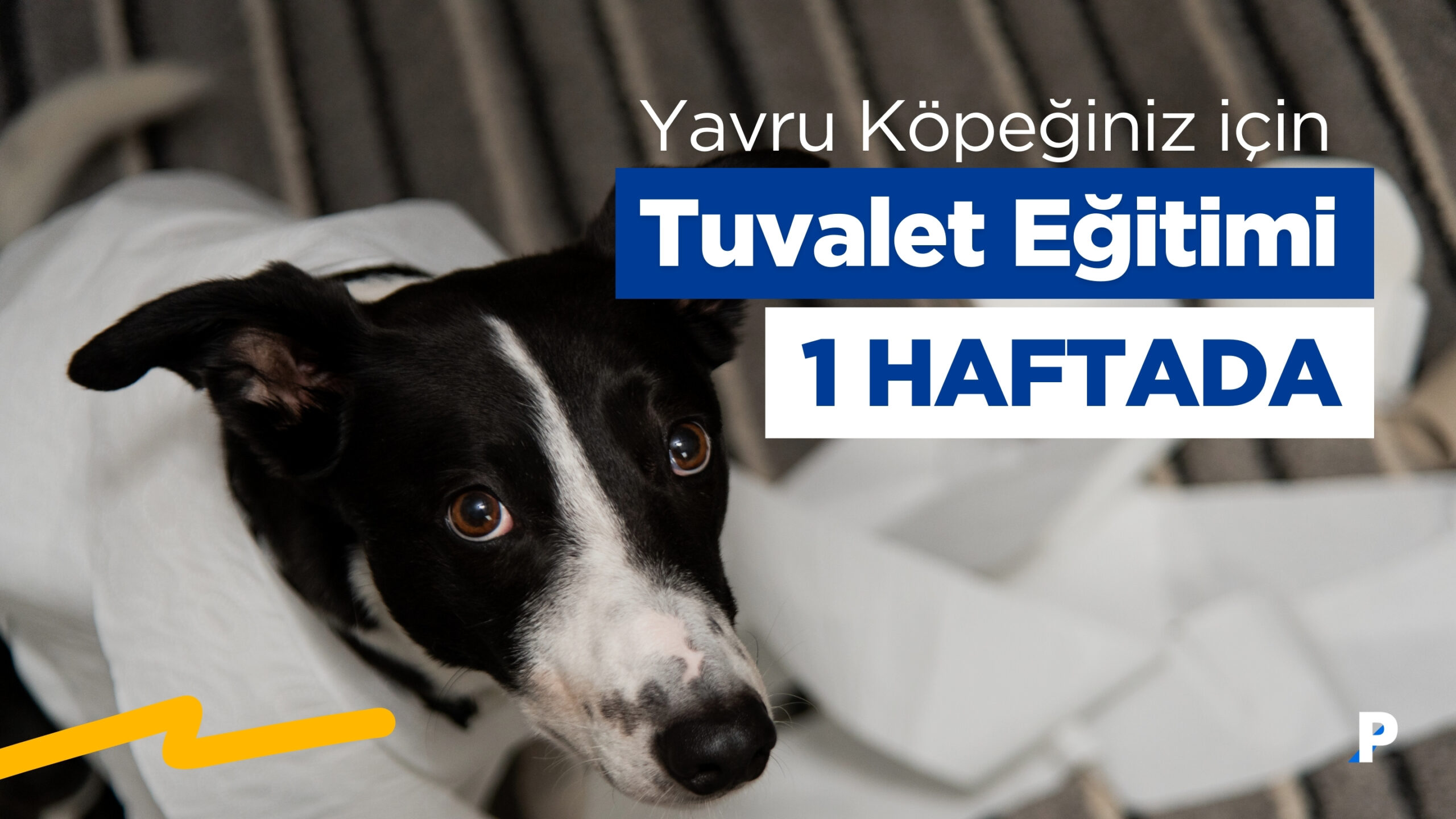 Yavru Köpeklere “1 Haftada Tuvalet Eğitimi” Nasıl Verilir?