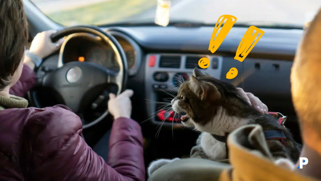 yolculuk-yaparken-strese-giren-kedi yolculuk yapan kedi kedileri araba tutar mı
