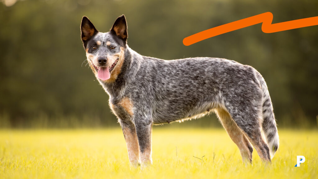 Australian cattle dog Avustralya Sığır Çobanı | en uzun yaşayan köpek ırkları