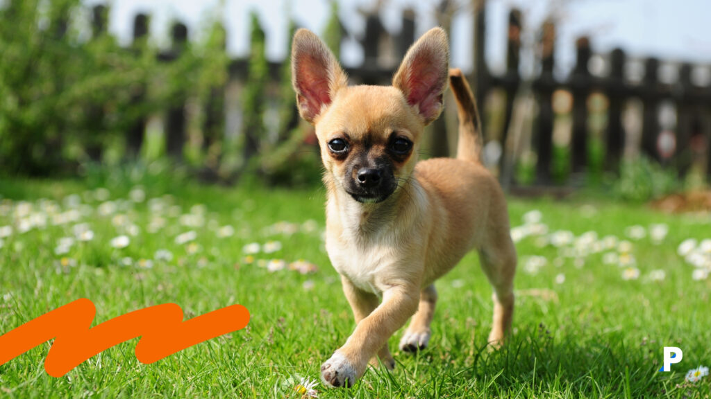 Chihuahua Chihuahua | en uzun yaşayan köpek ırkları