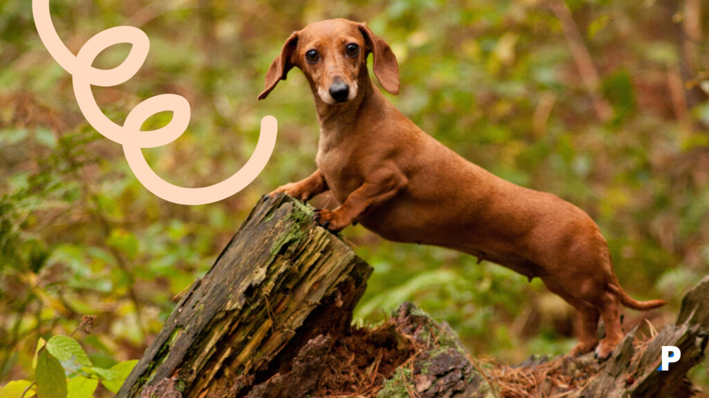 Dachshund Dachshund | en uzun yaşayan köpek ırkları