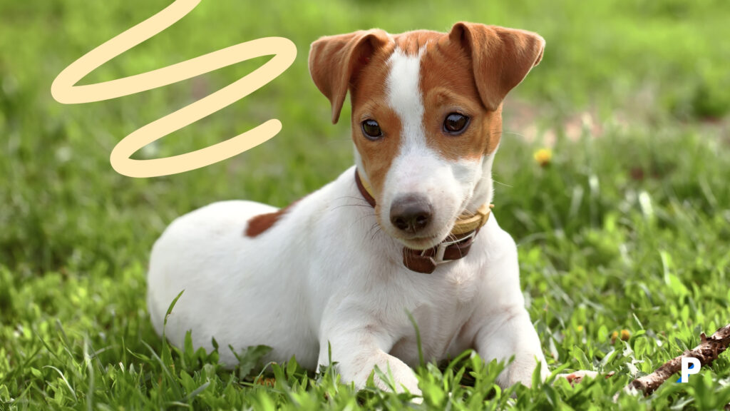 Jack-Russell-Terrier Jack-Russell-Terrier | en uzun yaşayan köpek ırkları
