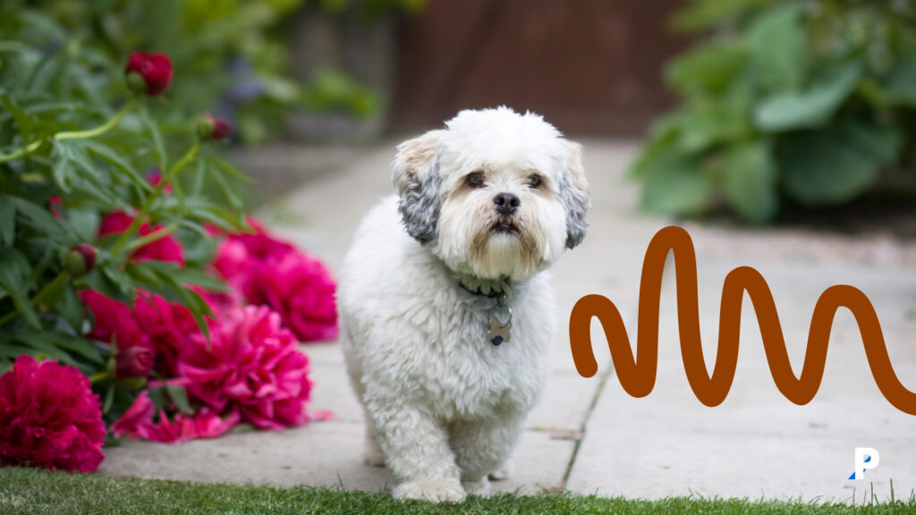 Lhasa-Apso Lhasa Apso | en uzun yaşayan köpek ırkları