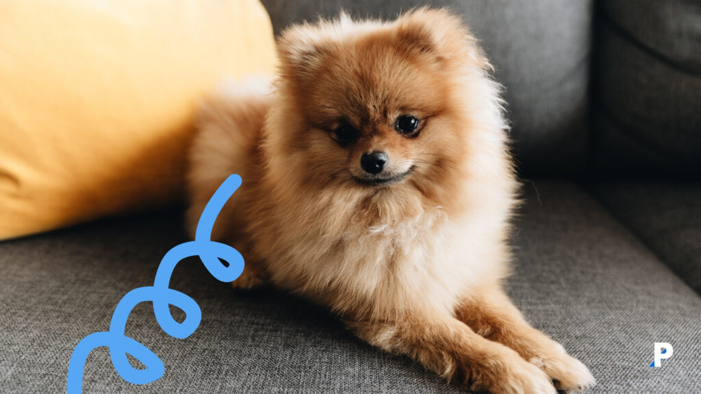 Pomeranian pomeranian | en uzun yaşayan köpek ırkları