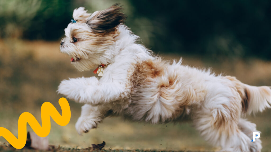 Shih-Tzu Shih-Tzu | en uzun yaşayan köpek ırkları