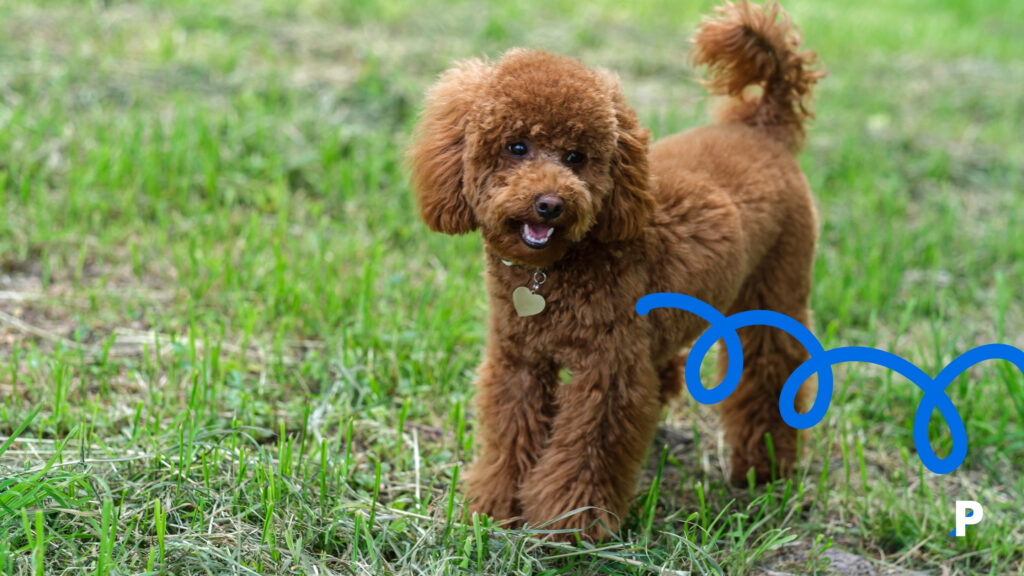 Toy-Poodle Toy-Poodle | en uzun yaşayan köpek ırkları
