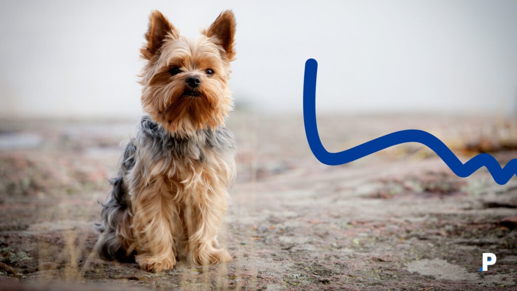 Yorkshire-Terrier Yorkshire-Terrier | en uzun yaşayan köpek ırkları