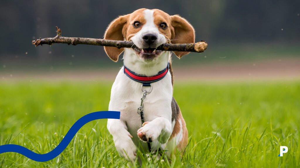 beagle beagle | en uzun yaşayan köpek ırkları