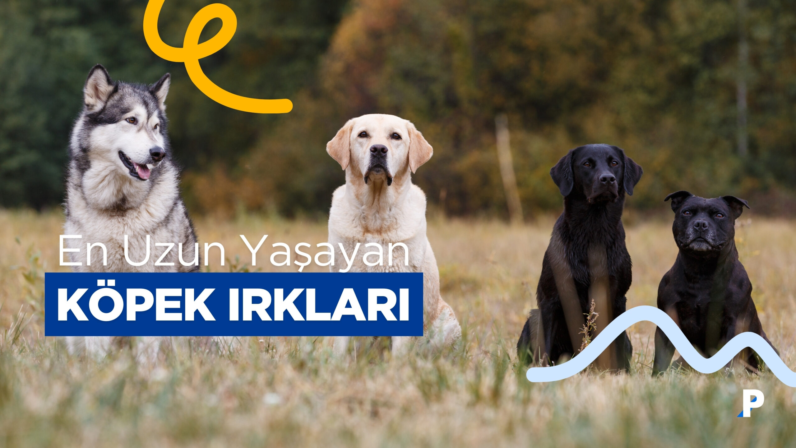 En Uzun Yaşayan Köpek Irkları – 10 Irk