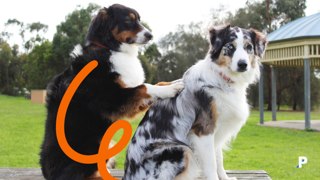 iki yaşlı köpek sosyalleşiyor yaşlı köpeklerde sosyalleştirme