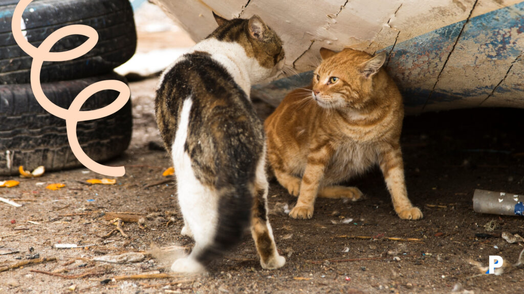kavga-eden-kedi-sesi uluyan kedi | kedi sesleri ve anlamları
